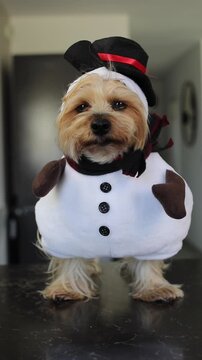 Yorkshire terrier in snowman costume