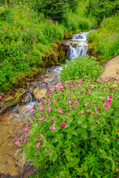 Lewis&rsquo;s Monkeyflower (Mimulus lewisii)
