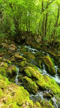 Vibrant moss blankets sunlit rocks. Grza River Spring, Serbia. Vertical