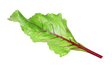 Fototapeta premium One green beetroot leaf on transparent background