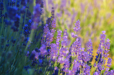 Obraz premium Bee pollinating purple lavender flowers in sunny summer field