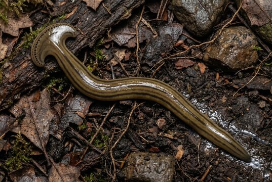 Invasive bipalium planarian crawling on damp soil and wet fallen leaves