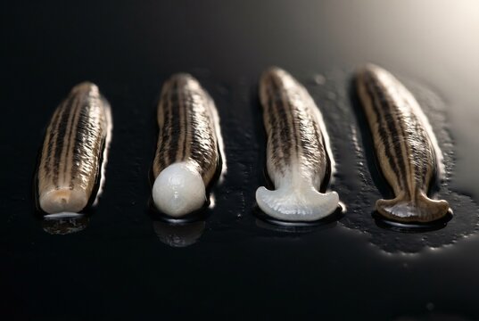 Horizontal physical lineup of flatworm fragments showing complete head regeneration and pale blastema