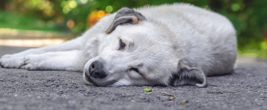 Sad stray dog lying on asphalt outdoors with green bokeh background