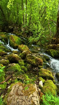 Rushing water flows over mossy rocks. Grza River Spring, Serbia. Vertical