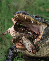 Obraz premium American Alligator with Turtle Prey 
