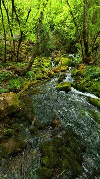 Moss coats rocks and tree roots. Grza River Spring, Serbia. Vertical