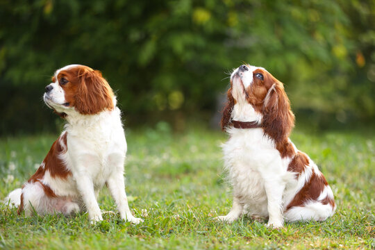 Cavalier King Charles Spaniel dogs on walk outdoors