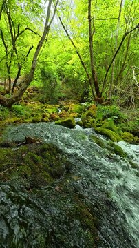 Green leaves frame the rushing stream. Grza River Spring, Serbia. Vertical