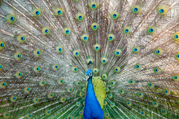 Fototapeta premium Peacock display in sunlight