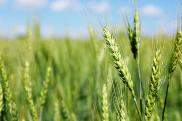 Fototapeta premium Wheat spikes growing in field outdoors, closeup