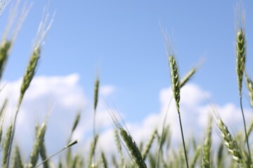 Fototapeta premium Wheat spikes growing in field outdoors, closeup