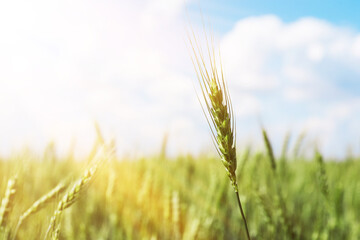 Fototapeta premium Wheat spikes growing in field outdoors, closeup. Space for text