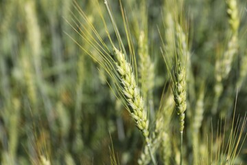 Fototapeta premium Wheat spikes growing in field outdoors, closeup