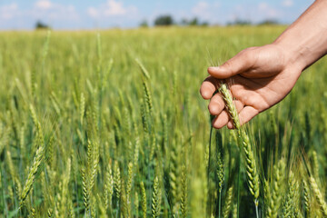 Fototapeta premium Man touching wheat spikes in field, closeup. Space for text