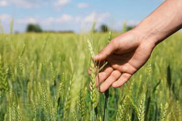 Fototapeta premium Man touching wheat spikes in field, closeup. Space for text