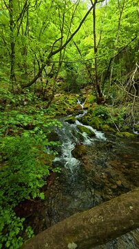 Lush green forest surrounds a clear. Grza River Spring, Serbia. Vertical