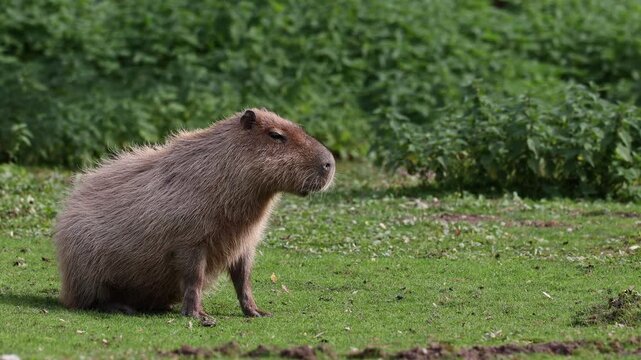 The capybara, Hydrochoerus hydrochaeris is the largest extant rodent in the world. Its closest relatives are agouti, chinchillas, coyphillas, and guinea pigs. Native to South America. 