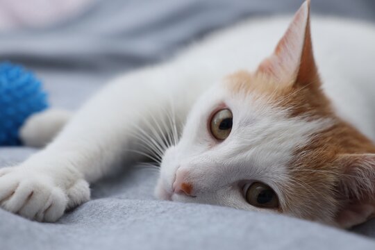 Overweight cat resting on blanket at home