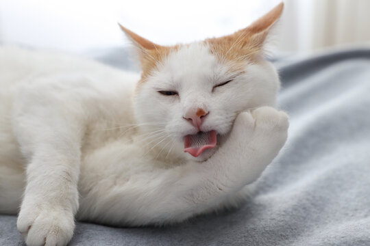 Overweight cat licking on blanket at home