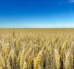 Naklejka premium Field of ripening wheat under bright blue sky