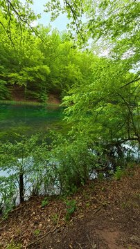 Lush green trees frame a tranquil. Grza River Spring, Serbia. Vertical