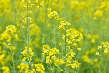 Fototapeta premium Blooming yellow canola flowers in spring field