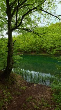 Green trees frame a serene, turquoise lake. Grza River Spring, Serbia. Vertical