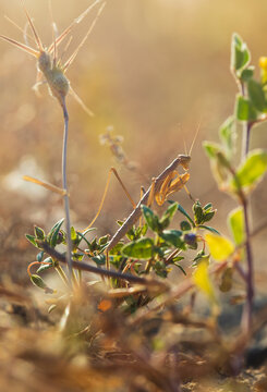 Macro shot of a small brown Mediterranean dwarf mantis, Ameles decolor camouflaged on a dry wild plant during sunset in Crete, Greece