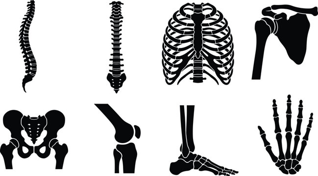 Human skeleton anatomy bones and joint parts black solid vector icons set isolated on white background