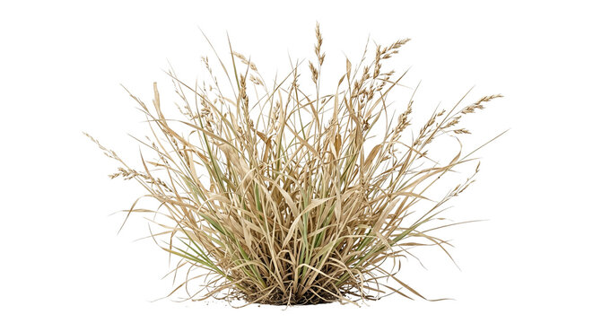 Dry brown ornamental wild grass tuft plant