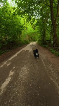 Black dog runs down gravel path. Grza River Spring, Serbia. Vertical