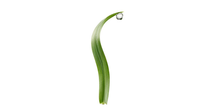 Single green grass blade with clear water dew drop