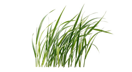 Tall green grass blades bunch on transparent background © shuphanida