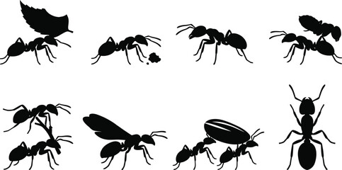 Ant colony insect silhouettes set featuring teamwork behaviors like carrying leaves seeds and flying vectors © Sadhin Artlance