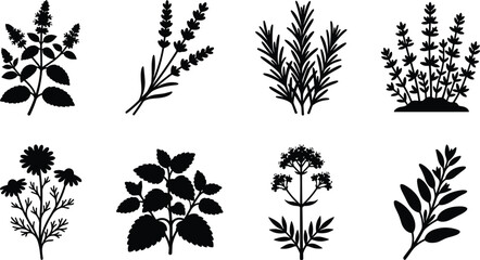 Aromatic medicinal herbs and culinary plants black vector silhouettes collection for organic product packaging design © Sadhin Artlance
