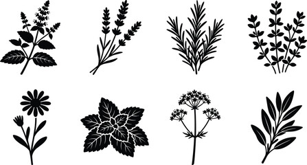 Detailed black vector silhouettes of culinary herbs and medicinal plants for organic product packaging design © Sadhin Artlance
