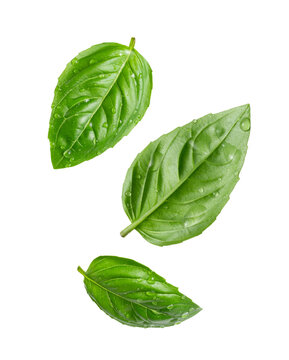 Basil leaves with water drops close-up isolated on transparent background