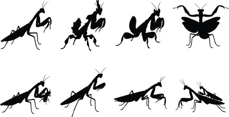 Praying mantis insect collection featuring different species hunting and mating poses black vector silhouettes set © Sadhin Artlance