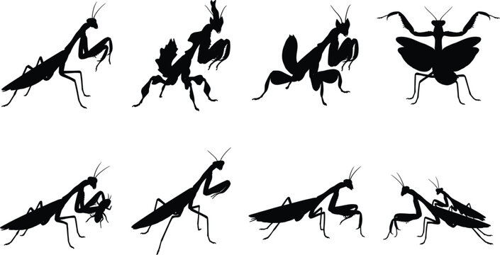 Praying mantis insect collection featuring different species hunting and mating poses black vector silhouettes set