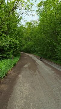 Green trees line a quiet dirt path. Grza River Spring, Serbia. Vertical