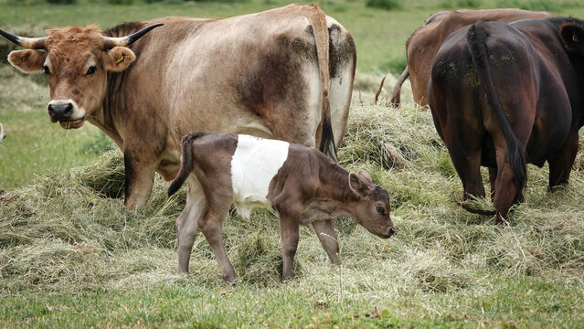 Eine Kuh grast mit ihrem Kalb an einem Heuhaufen auf der Weide