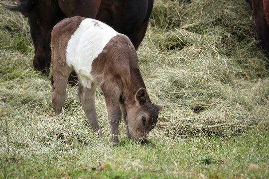 Ein junges  rotbraun gef&auml;rbtes Kalb mit einem breiten wei&szlig;en G&uuml;rtel um die Mitte  frisst auf einer grasbewachsenen Wiese