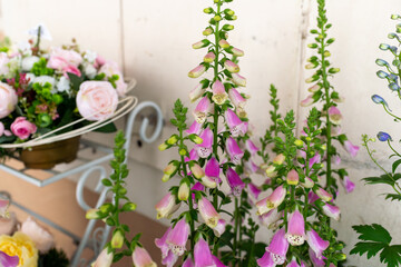 Tall spikes of common foxglove (Digitalis purpurea) bloom beside decorative floral arrangements. The bell shaped flowers create an elegant ornamental composition suitable for gardening and florist the © Volha