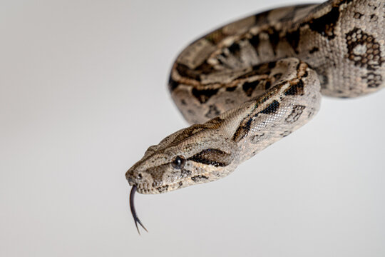 Detailed close-up of a light-colored python snake with smooth scales and delicate patterns, photographed in a professional studio setting. Minimalist wildlife image highlighting the unique characteris