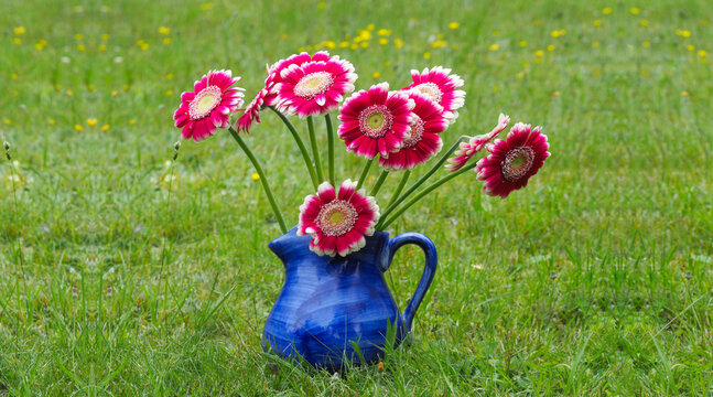 Gerbera in einer blauen Blumenvase mit Henkel  auf einer Wiese