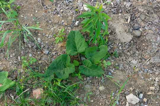 First year common burdock (Arctium lappa) forms a basal rosette with large textured leaves on dry stony ground. The image illustrates early plant development, wild vegetation, disturbed soil and natur