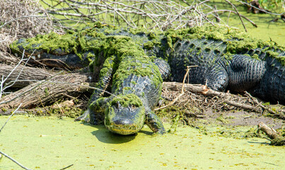 American Alligator Covered in Green Algae at Wetland Edge © Angela
