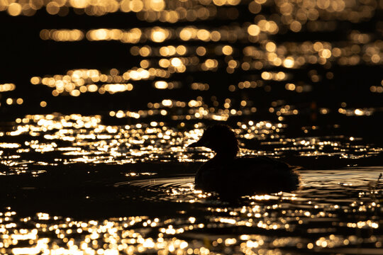 Silhouette of little grebe at Purbasthali oxbow lake, India