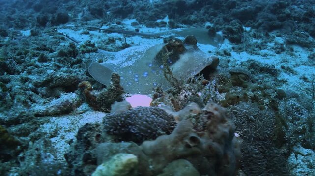 Blue-spotted stingray Taeniura lymma lying motionless on the seafloor. Front and profile perspectives reveal bright blue spots in tropical waters of Timor-Leste. Check the gallery for similar footages